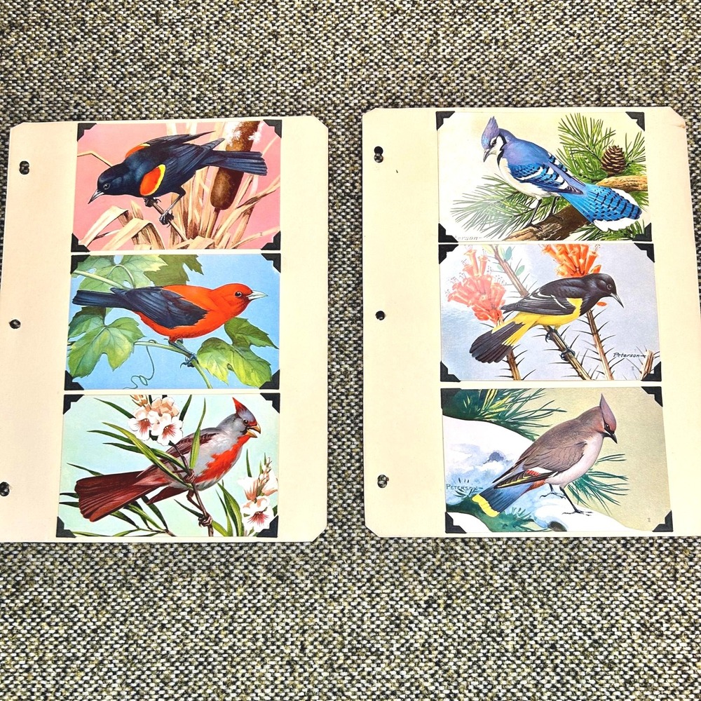 1967 National Wildlife Federation Bird Postcards Vintage